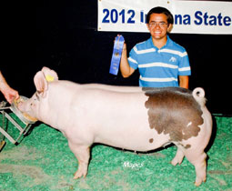 Platt Show Pigs Winner