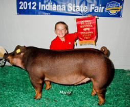 Platt Show Pigs Winner