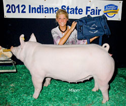 Platt Show Pigs Winner