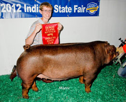 Platt Show Pigs Winner