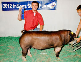 Platt Show Pigs Winner