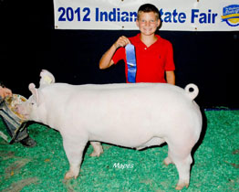 Platt Show Pigs Winner