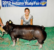 Platt Show Pigs Winner