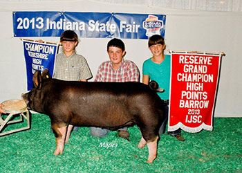 Platt Showpigs