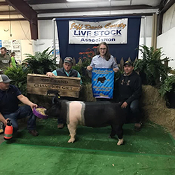 Platt Showpigs Winners