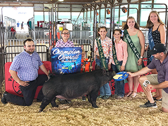Platt Show pigs Winners