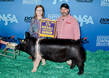 Platt Showpigs Winners