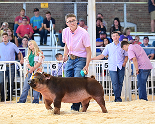 Platt Showpigs Winners