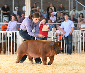 Platt Showpigs Winners