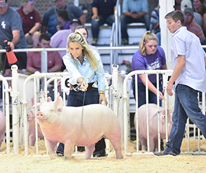 Platt Showpigs Winners