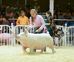 Platt Showpigs Winners