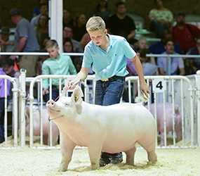 Platt Showpigs Winners
