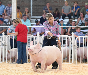 Platt Showpigs Winners
