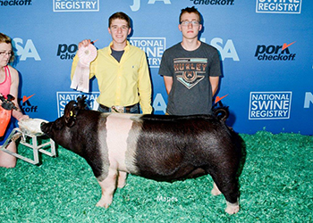 Platt Showpigs Winners