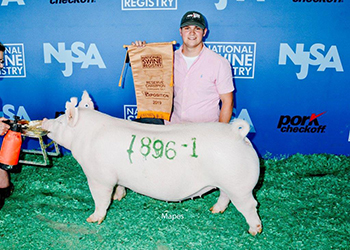 Platt Showpigs Winners
