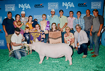 Platt Showpigs Winners