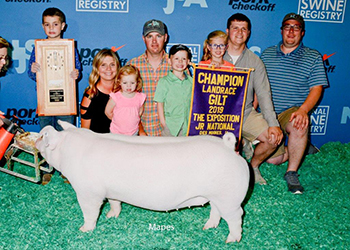 Platt Showpigs Winners