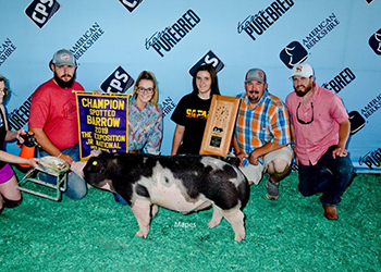 Platt Showpigs Winners