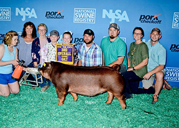 Platt Showpigs Winners