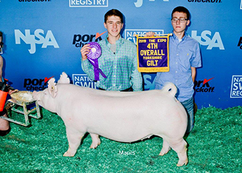 Platt Showpigs Winners