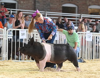 Platt Showpigs Winners