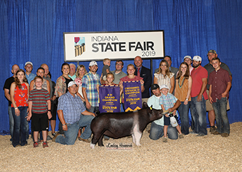 Platt Showpigs Winners