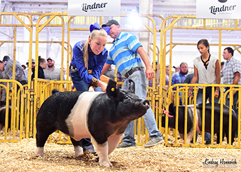 Platt Showpigs Winners