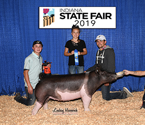Platt Showpigs Winners