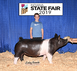 Platt Showpigs Winners