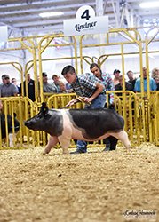 Platt Showpigs Winners