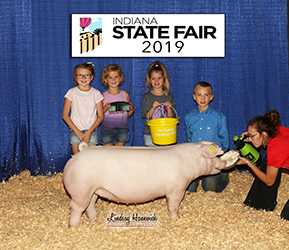 Platt Showpigs Winners
