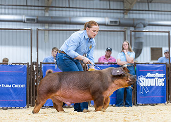 CHAMPION DUROC BARROW
2026 EYO