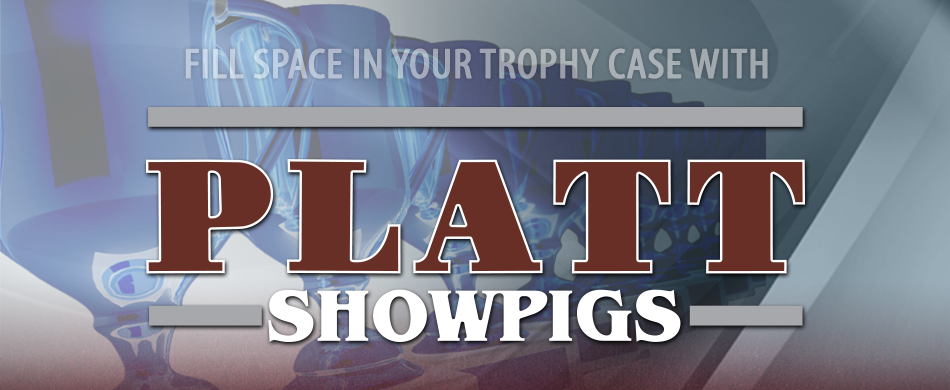 Platt Showpigs